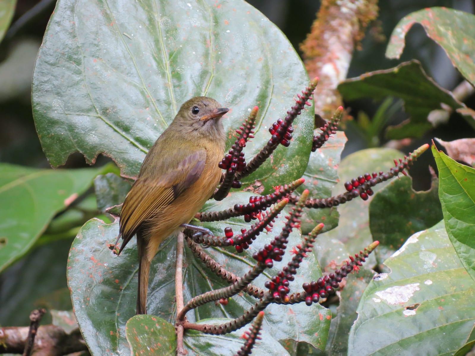 Aguas Zarcas — Red-Throated Ant-Tanager female