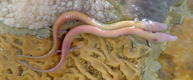 Proteus — Proteus anguinus Postojnska Jama Slovenija