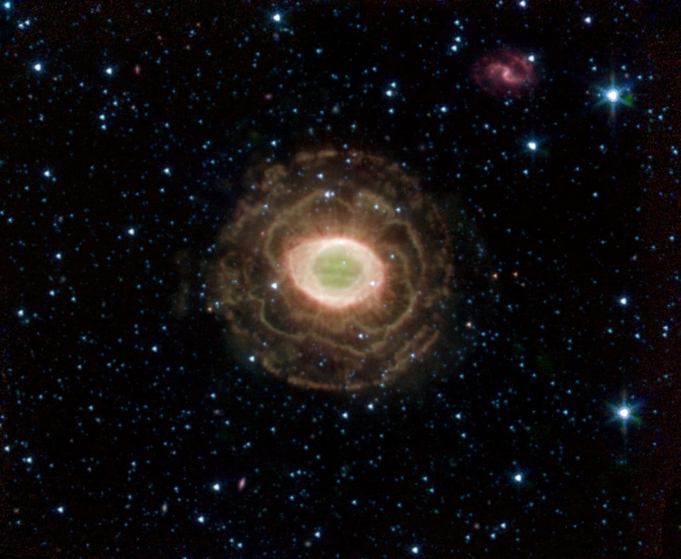 Ring Beholds a Delicate Flower