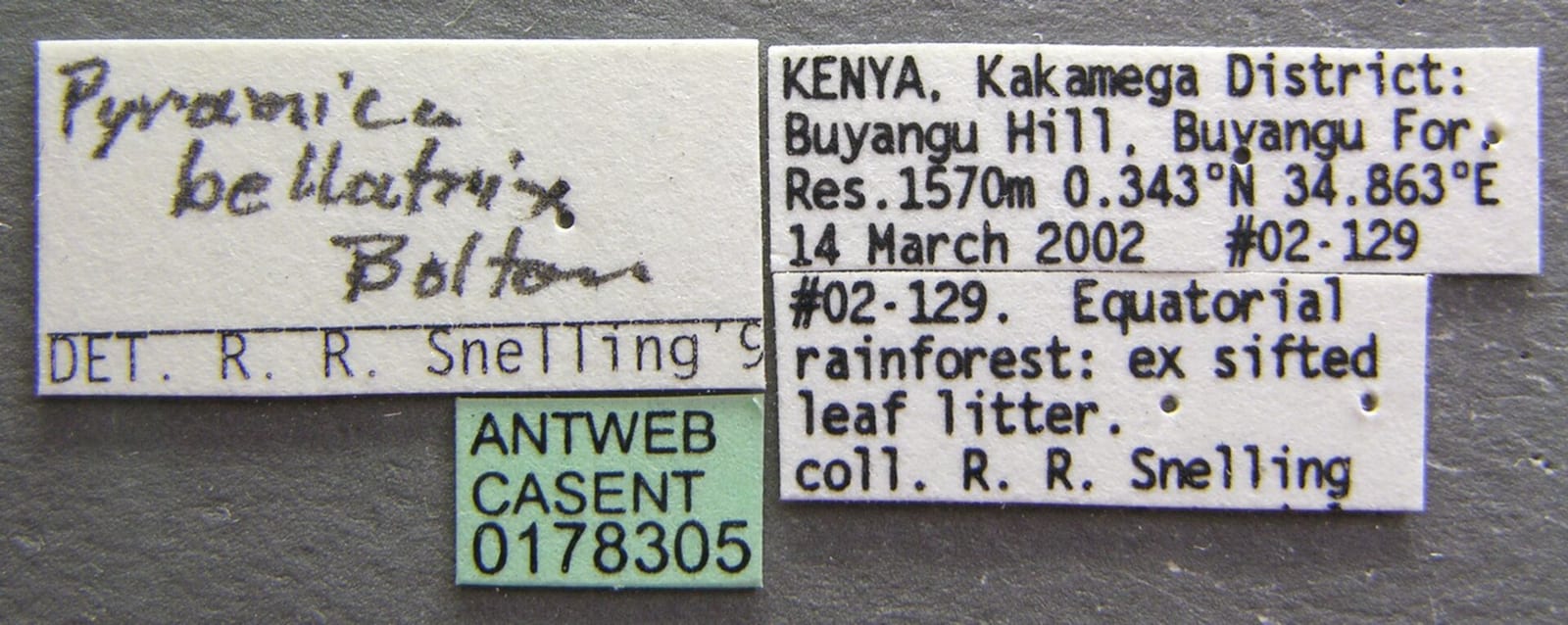 Bellatrix — Strumigenys bellatrix casent0178305 label 1