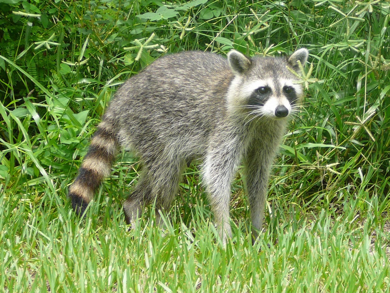 Procyon — Procyon lotor (Common raccoon)
